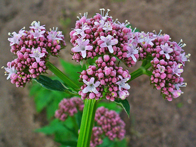 Valeriana