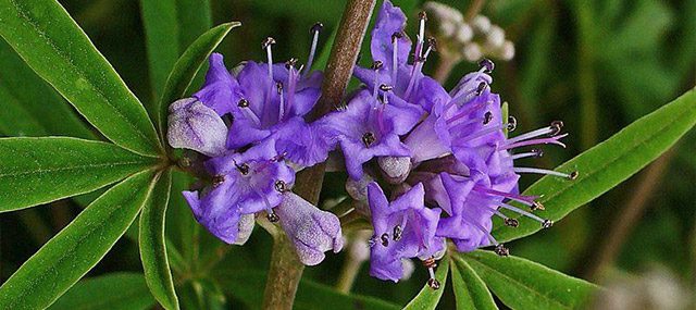 Vitex agnus-castus (sauzgatillo)