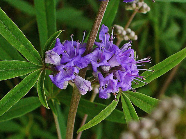 Vitex agnus-castus (sauzgatillo)