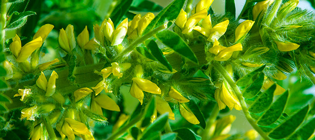 Astragalo: proprietá, benefici, effetti, dove acquistralo